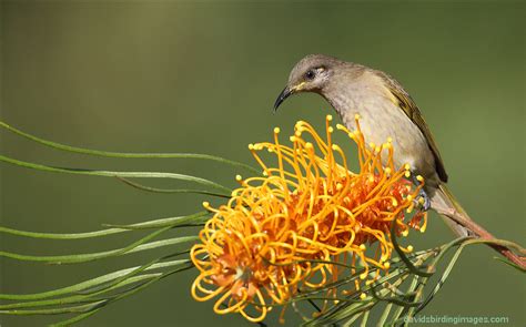 Australian Honeyeaters - Worldwide birds - Safaritalk