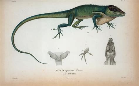 BibliOdyssey: On the Nature of Cuba