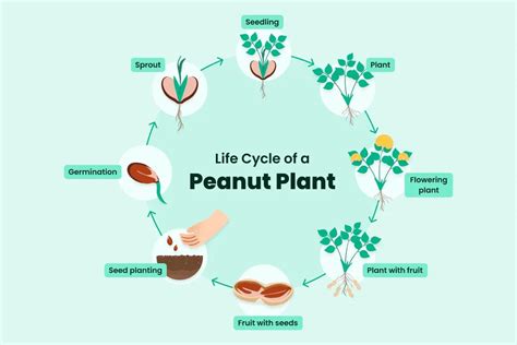 How Do Peanuts Grow? — Lifecycle, How Long & How-to Growing Tips