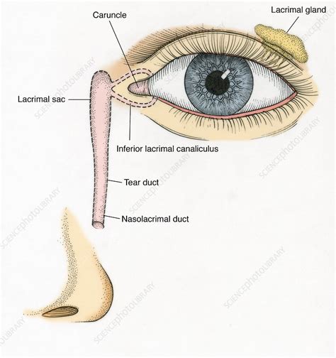 Illustration of Tear Duct - Stock Image - C017/2558 - Science Photo Library