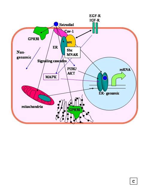 The Steroid Hormone Receptors | GLOWM