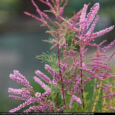 tamaryszek piecioprecikowy pink cascade - Tamarix ramosissima Pink Cascade