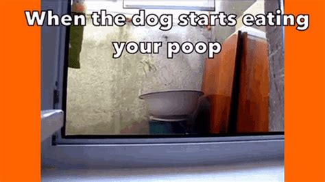 Cat Poop Dog Poop GIF - Cat Poop Dog Poop Funny Cat - Découvrir et ...