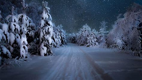 Starry Winter Night Over The Snowy Forest, winter forest night HD ...