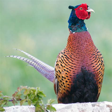 Bird watching in Sweden - Common Pheasant