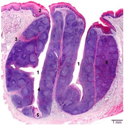 Tonsil Crypts Histology