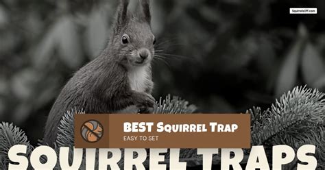 Best Squirrel Trap | Kinds of Squirrel Traps