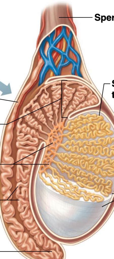 structure of the testis Diagram | Quizlet