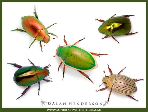 Christmas Beetles - Minibeast Wildlife