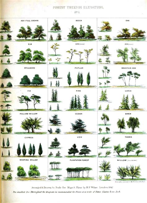 Landscape Trees, Landscape Design, Garden Design, Trees And Shrubs, Trees To Plant, Identifying ...