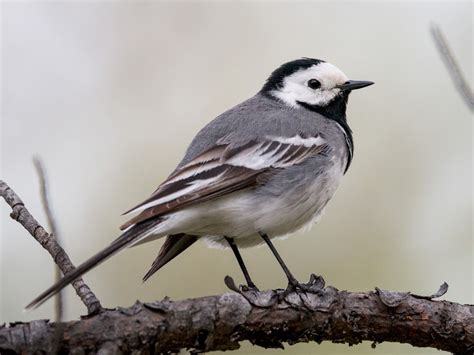 White Wagtail - eBird