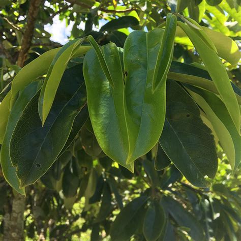 My Tropical Homestead Selects – Tagged "guanabana leaves"