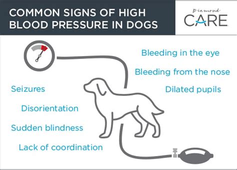 Hypertension and Kidney Disease Often Go Hand-in-Hand | Diamond Pet Foods