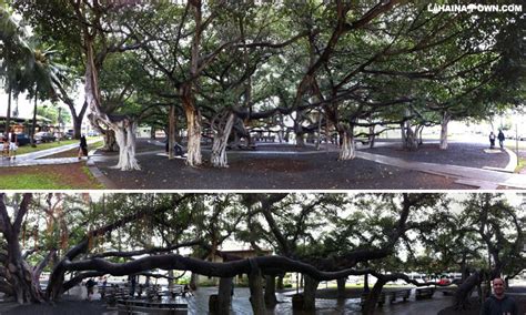 Lahaina Banyan Court Park - Biggest Banyan Tree in Maui, Hawaii