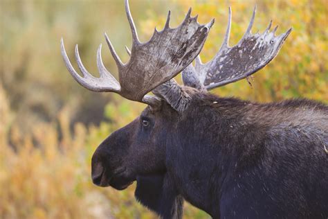 Chapter 4: Moose - Jackson Hole Conservation Alliance