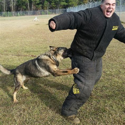 ActionshotsNH: Guard Dog Training