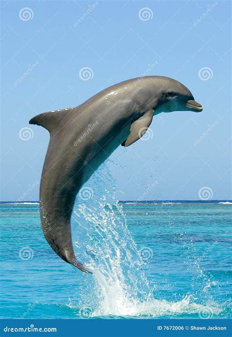 Dolphin stock photo. Image of mammal, outdoor, marine - 7672006