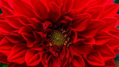 Red Flowers Images - Red Flower Aesthetic Wallpapers On Wallpaperdog / Rose flower poppy red ...