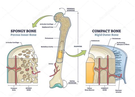 Comparación de hueso esponjoso vs compacto con diagrama de contorno de estructura anatómica 2024