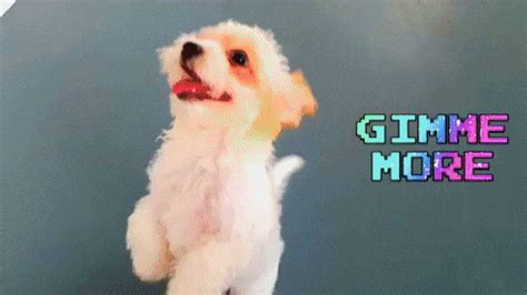 Give Me More GIF by WoofWaggers - Find & Share on GIPHY