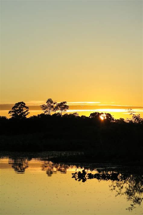 Sunrise in the jungle. stock image. Image of jungle, forest - 76992117