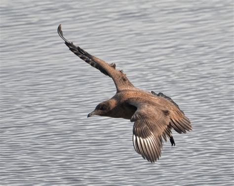 The Early Birder: Great Skua