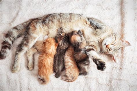 Cat Gestation Period: How Long Are Cats Pregnant? - A-Z Animals