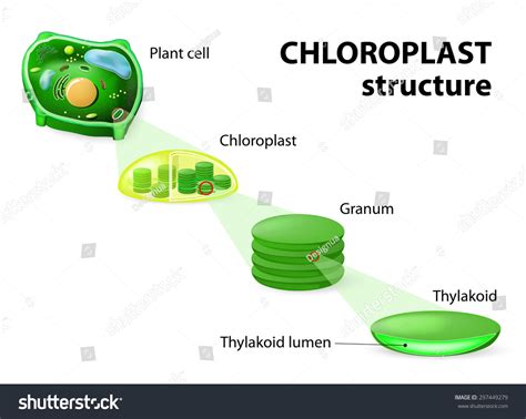 Chloroplast Structure. Plant Cell, Chloroplast, Granum And Thylakoid. Stock Photo 297449279 ...