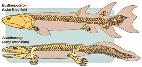 Lobefins evolved into? A. Jawed cartilaginous fishesB. Jawed bony ...