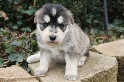 Siberpoo (Siberian Husky Poodle Mix) Info, Temperament, Puppies, Pictures