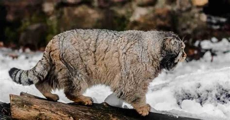 Pallas Cat Behavior - AnimalBehaviorCorner