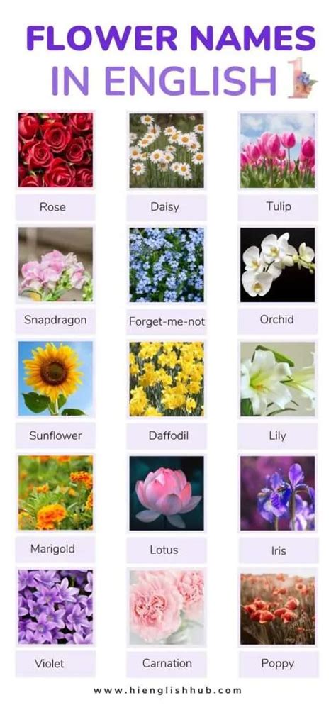 59+ Pretty Flower Names In English With Pictures And Meanings - Hi ...