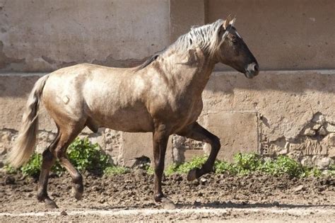 Shooting - merveillous-etalon-iberique | Caballos, Capas