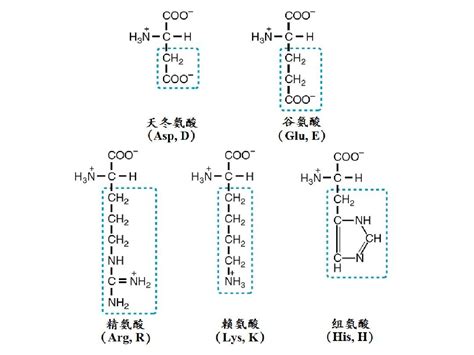 氨基酸的结构与功能_word文档在线阅读与下载_无忧文档