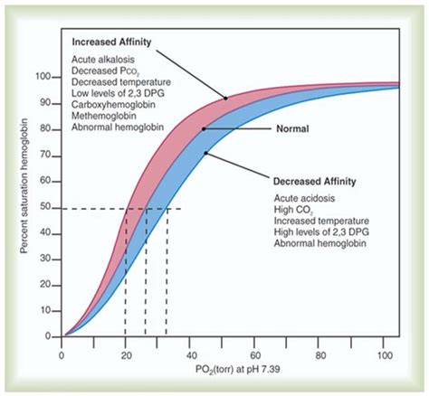 Solved 3) Oxygen Hemoglobin Dissociation Curve: You are | Chegg.com