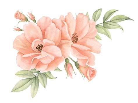 Watercolor Rose Flowers in pastel peach pink colors. Hand drawn floral ...