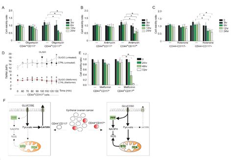 OXPHOS inhibitors significantly affect viability of CD44 + CD117 + but ...