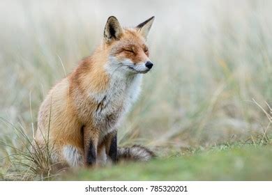 Red Fox Winter Habitat Stock Photo 785320201 | Shutterstock