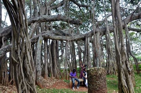 Thimmamma Marrimanu – Indian forest formed by a single tree