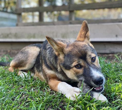 Rescued Baby ‘Koala’ Turns Out to Be Ultra-Rare Purebred Alpine Dingo Puppy