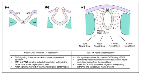 JDB | Free Full-Text | Cranial Neural Crest Cells and Their Role in the ...