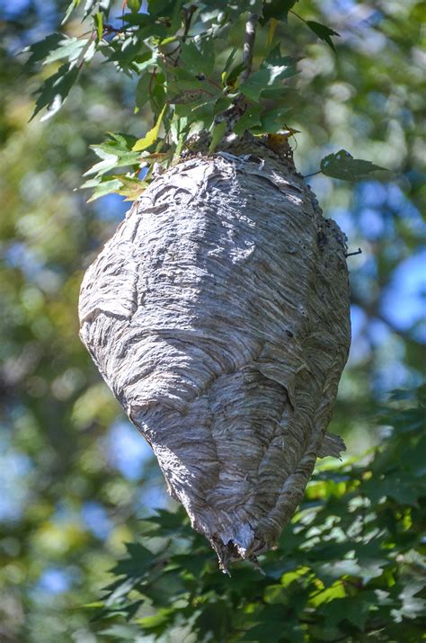 Bald Faced Hornet Nest – Haw Creek | Florida Paddle Notes