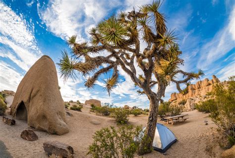 Things To Do In Joshua Tree National Park - Travel Caffeine