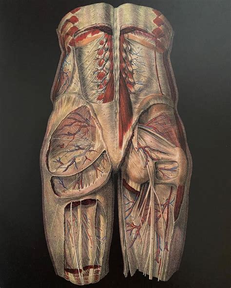 PhysioOsteoBook - FASCIAL COMPARTMENTS ⠀ [FASCIAL ANATOMY...