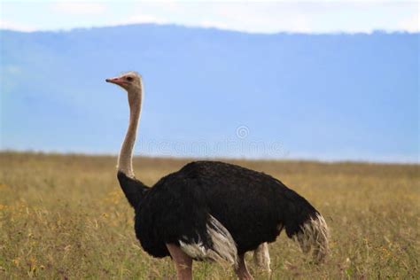 Close-up View of an Arabian Ostrich in the Grass Under the Blue Sky ...