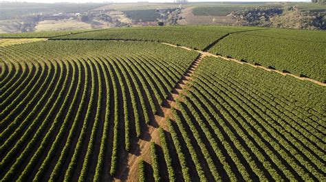 Las mejoras en plantaciones son necesarias para cubrir la demanda de café - Azkoyen Vending