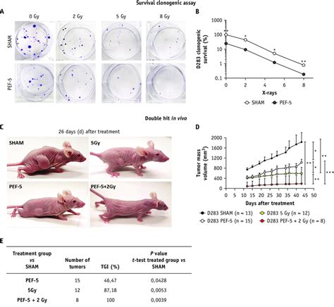 Survival clonogenic assay in vitro and tumor growth in vivo. Images of ...