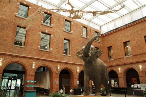 Musée De L Histoire Naturelle Toulouse - Nouvelles Histoire