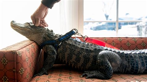 Man says emotional support alligator helps his depression, likes hugs