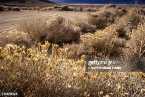 200 Western High Plateau Stock Photos, High-Res Pictures, and Images ...